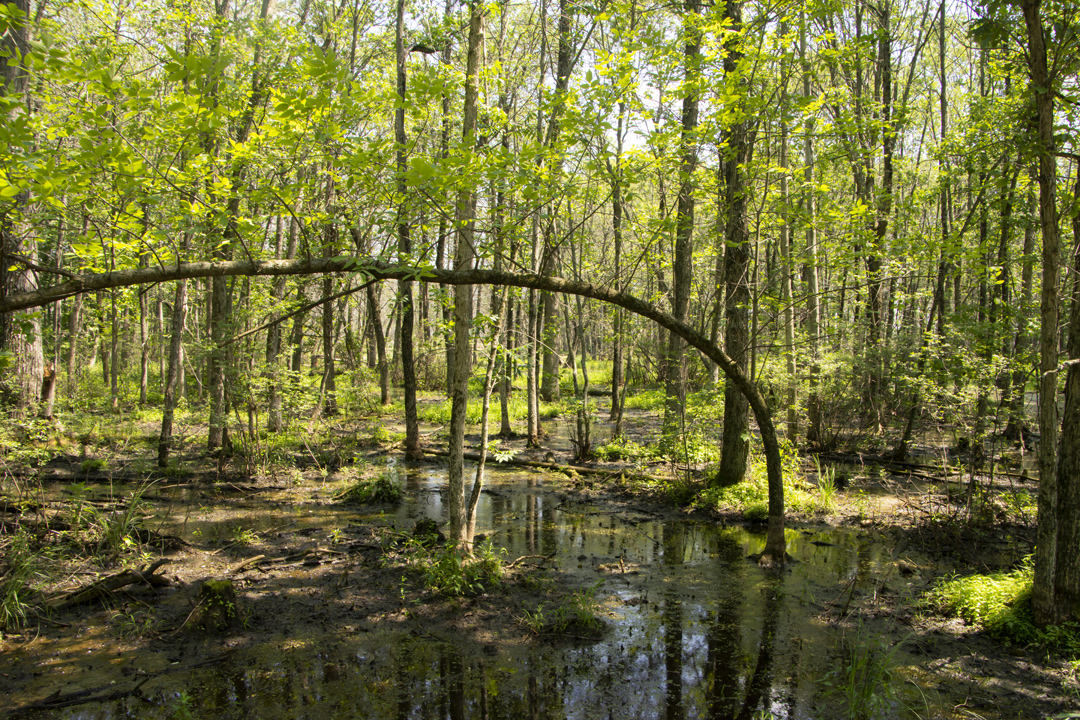 Sensiba State Wildlife Area Summer and Winter